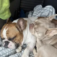 Shakira, a female French Bulldog for sale in Southgate, MI – Photo 10 of 10