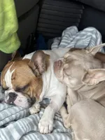 Shakira, a female French Bulldog for sale in Southgate, MI – Photo 10 of 10