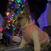 Shakira, a female French Bulldog for sale in Southgate, MI – Photo 3 of 10