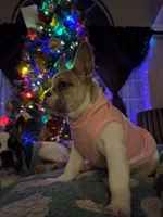 Shakira, a female French Bulldog for sale in Southgate, MI – Photo 3 of 10