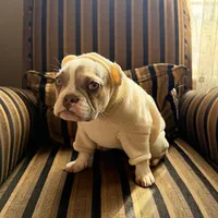 Shakira, a female French Bulldog for sale in Southgate, MI – Photo 8 of 10