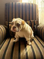 Shakira, a female French Bulldog for sale in Southgate, MI – Photo 8 of 10