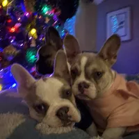 Shakira, a female French Bulldog for sale in Southgate, MI – Photo 4 of 10