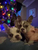 Shakira, a female French Bulldog for sale in Southgate, MI – Photo 4 of 10