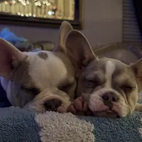 Shakira, a female French Bulldog for sale in Southgate, MI – Photo 7 of 10