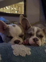 Shakira, a female French Bulldog for sale in Southgate, MI – Photo 7 of 10