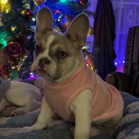 Shakira, a female French Bulldog for sale in Southgate, MI – Photo 6 of 10