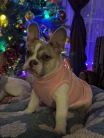 Shakira, a female French Bulldog for sale in Southgate, MI – Photo 6 of 10