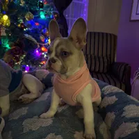 Shakira, a female French Bulldog for sale in Southgate, MI – Photo 1 of 10