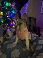 Shakira, a female French Bulldog for sale in Southgate, MI – Photo 1 of 10