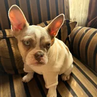 Shakira, a female French Bulldog for sale in Southgate, MI – Photo 9 of 10