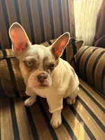 Shakira, a female French Bulldog for sale in Southgate, MI – Photo 9 of 10