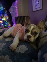 Shakira, a female French Bulldog for sale in Southgate, MI – Photo 2 of 10