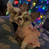 Shakira, a female French Bulldog for sale in Southgate, MI – Photo 5 of 10