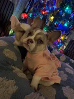 Shakira, a female French Bulldog for sale in Southgate, MI – Photo 5 of 10