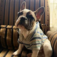 Jay jay, a male French Bulldog for sale in Southgate, MI – Photo 3 of 9