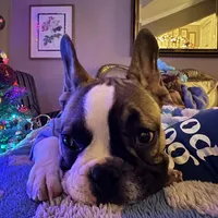 Jay jay, a male French Bulldog for sale in Southgate, MI – Photo 4 of 9