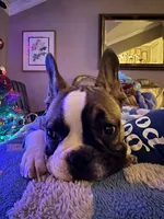 Jay jay, a male French Bulldog for sale in Southgate, MI – Photo 4 of 9