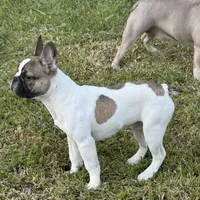 Jay jay, a male French Bulldog for sale in Southgate, MI – Photo 1 of 9