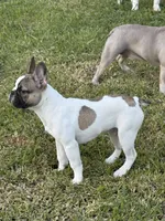 Jay jay, a male French Bulldog for sale in Southgate, MI – Photo 1 of 9