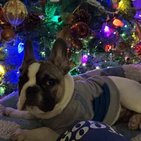 Jay jay, a male French Bulldog for sale in Southgate, MI – Photo 8 of 9