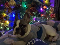 Jay jay, a male French Bulldog for sale in Southgate, MI – Photo 8 of 9