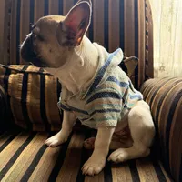 Jay jay, a male French Bulldog for sale in Southgate, MI – Photo 2 of 9