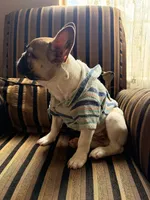 Jay jay, a male French Bulldog for sale in Southgate, MI – Photo 2 of 9