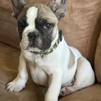 Jay jay, a male French Bulldog for sale in Southgate, MI – Photo 6 of 9