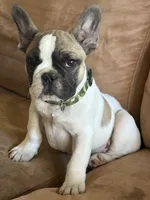 Jay jay, a male French Bulldog for sale in Southgate, MI – Photo 6 of 9