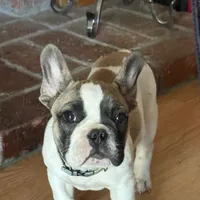 Jay jay, a male French Bulldog for sale in Southgate, MI – Photo 7 of 9
