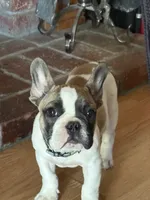 Jay jay, a male French Bulldog for sale in Southgate, MI – Photo 7 of 9