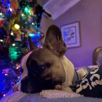 Jay jay, a male French Bulldog for sale in Southgate, MI – Photo 5 of 9