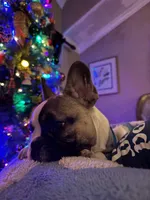 Jay jay, a male French Bulldog for sale in Southgate, MI – Photo 5 of 9