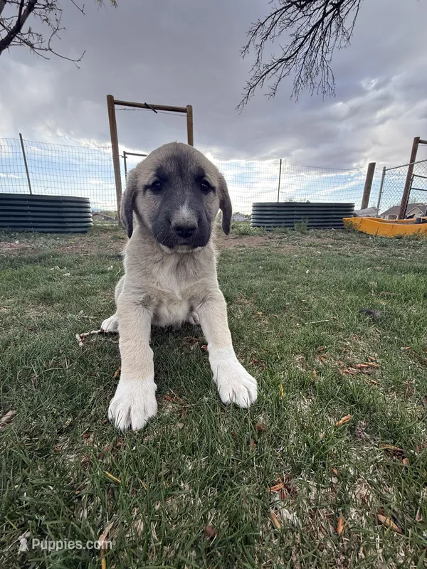Lilly  – Anatolian Shepherd Dog, Kangal Dog puppy for sale in Montrose, CO
