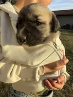 Lilly , a female Anatolian Shepherd Dog and Kangal Dog for sale in Montrose, CO – Photo 5 of 9