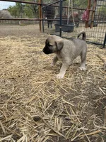 Lilly , a female Anatolian Shepherd Dog and Kangal Dog for sale in Montrose, CO – Photo 9 of 9