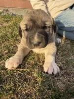 Lilly , a female Anatolian Shepherd Dog and Kangal Dog for sale in Montrose, CO – Photo 6 of 9