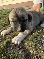 Lilly , a female Anatolian Shepherd Dog and Kangal Dog for sale in Montrose, CO – Photo 7 of 9
