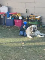 Lilly , a female Anatolian Shepherd Dog and Kangal Dog for sale in Montrose, CO – Photo 4 of 9
