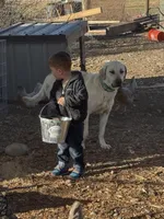 Lilly , a female Anatolian Shepherd Dog and Kangal Dog for sale in Montrose, CO – Photo 3 of 9