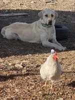 Lilly , a female Anatolian Shepherd Dog and Kangal Dog for sale in Montrose, CO – Photo 8 of 9