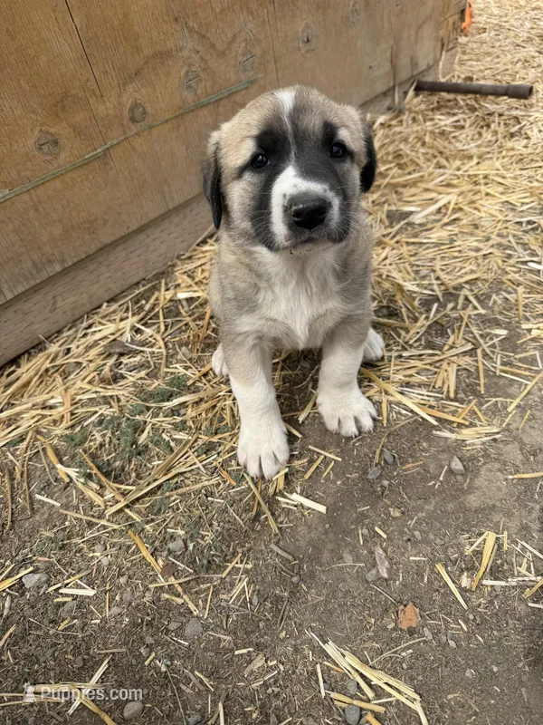 Lucky  – Anatolian Shepherd Dog, Kangal Dog puppy for sale in Montrose, CO