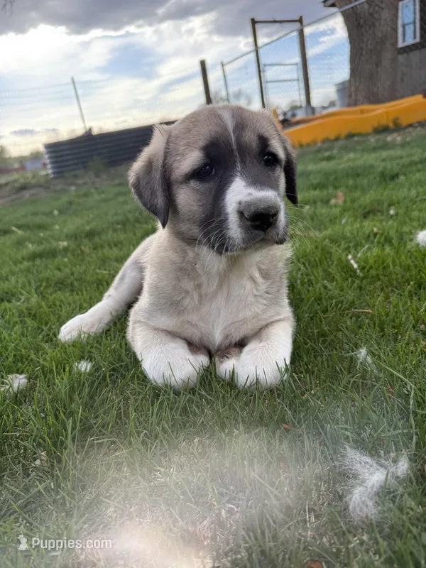 Lucky  – Anatolian Shepherd Dog, Kangal Dog puppy for sale in Montrose, CO