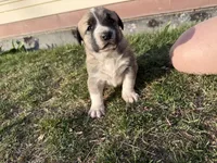Lucky , a female Anatolian Shepherd Dog and Kangal Dog for sale in Montrose, CO – Photo 6 of 6
