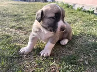 Lucky , a female Anatolian Shepherd Dog and Kangal Dog for sale in Montrose, CO – Photo 5 of 6