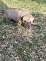 Lucy , a female Anatolian Shepherd Dog and Kangal Dog for sale in Montrose, CO – Photo 3 of 7