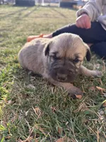Lucy , a female Anatolian Shepherd Dog and Kangal Dog for sale in Montrose, CO – Photo 2 of 7