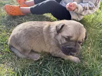 Lucy , a female Anatolian Shepherd Dog and Kangal Dog for sale in Montrose, CO – Photo 6 of 7