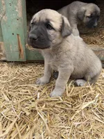 Lucy , a female Anatolian Shepherd Dog and Kangal Dog for sale in Montrose, CO – Photo 1 of 7